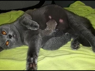 Katze mit ihren Katzenbabys in Behandlung bei Dr. Grajcarek in Bautzen