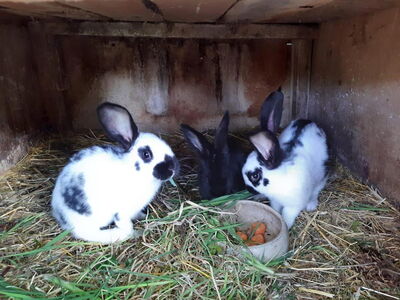 Kaninchen in Behandlung bei Dr. Grajcarek in Bautzen