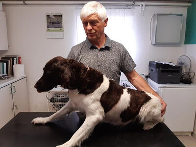 Dr. Grajcarek behandelt einen Hund in seiner Tierarztpraxis in Bautzen